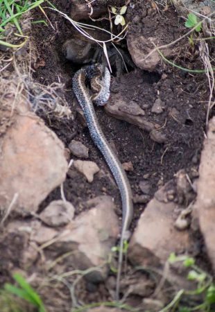 pay-tarantula-eats-snake-3