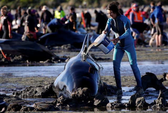 Volunteers attend to some of the hundreds of stranded pilot whales still alive after one of the country's largest recorded mass whale strandings, in Golden Bay, at the top of New Zealand's South Island, February 10, 2017.  REUTERS/Anthony Phelps