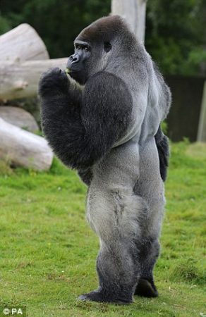 04-gorilla-ambam-can-walk