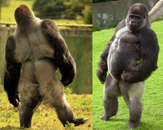 Ambam_gorilla