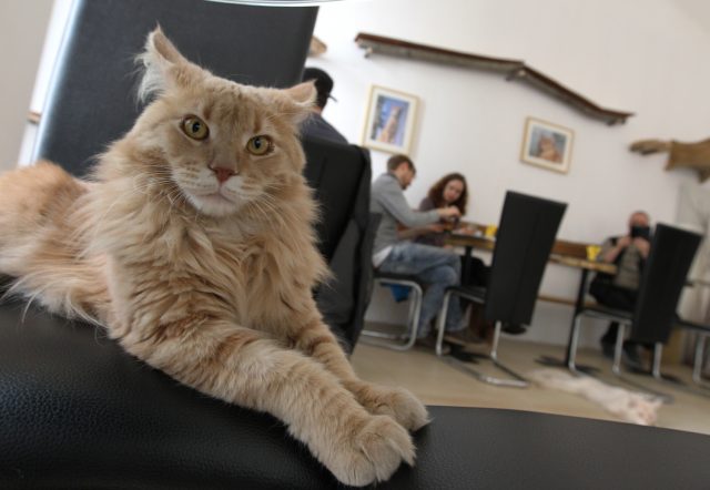 A cat sits as customers drink coffee at the Cafe Neko in the center of Vienna on May 6, 2012. Neko means cat in the Japanese language, it is the first "cat cafe" opened in Vienna, where customers can enjoy a drink while playing with one the five cats on the premises.               AFP PHOTO / ALEXANDER KLEIN        (Photo credit should read ALEXANDER KLEIN/AFP/GettyImages)