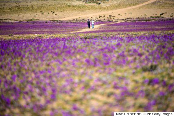Flowers bloom in the Atacama desert in the Copiapo region, some 800 km north of Santiago, on August 28, 2017. A gigantic mantle of multicolored flowers covers the Atacama Desert, the driest in the world. In years of very heavy seasonal rains a natural phenomenon known as the Desert in Bloom occurs, making the seeds of some 200 desert plants to germinate suddenly some two months after the precipitations. / AFP PHOTO / Martin BERNETTI        (Photo credit should read MARTIN BERNETTI/AFP/Getty Images)