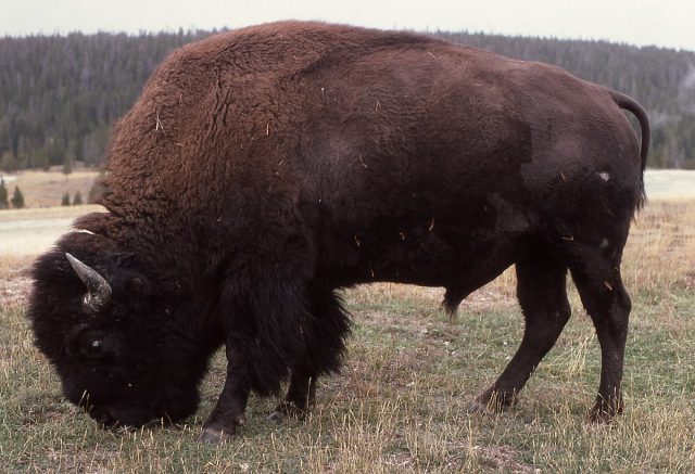 1200px-Americanbison (1)