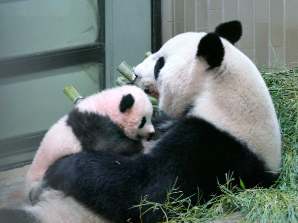 A panda cub named Xiang Xiang (L) and its mother panda Shin Shin are seen at Tokyo's Ueno Zoological Gardens in this handout photo taken and released by Tokyo Zoological Park Society on September 20, 2017 . Picture taken September 20, 2017. Tokyo Zoological Park Society/Handout via REUTERS ATTENTION EDITORS - THIS PICTURE WAS PROVIDED BY A THIRD PARTY. NO RESALES. NO ARCHIVE. MANDATORY CREDIT