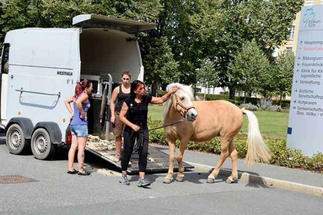 3xwyr-horse-meets-with-dying-owner-3