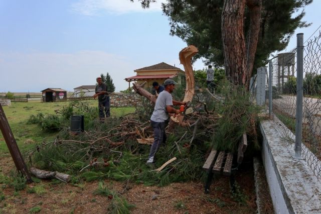 αγρότες κόβουν δέντρο