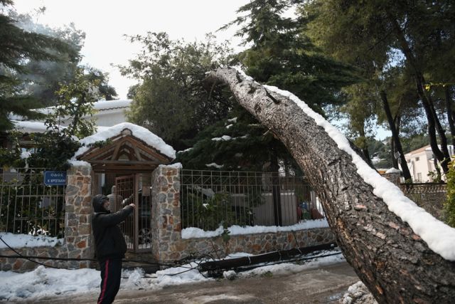 Κορμός δέντρου που έπεσε