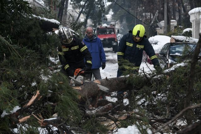 Κοπή δέντρων που έπεσαν