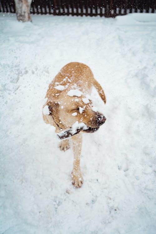 Σκύλος χιόνια 