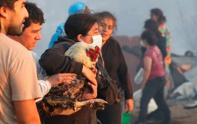A woman holds a rooster burned during a fire on a hill, where more than 100 homes were burned due to a forest fire but there have been no reports of death, local authorities said in Valparaiso, Chile January 2, 2017. REUTERS/Rodrigo Garrido