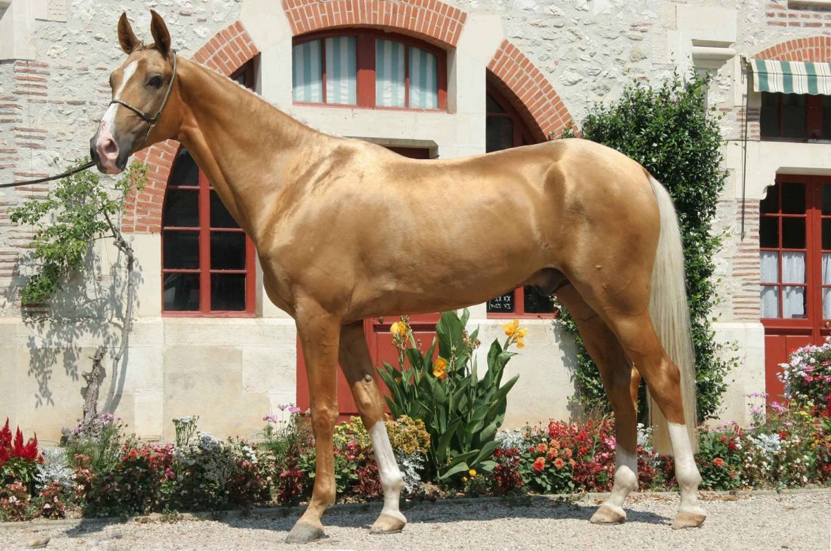 Akhal Teke: Τα πιο όμορφα άλογα στον κόσμο με το μεταλλιζέ χρώμα (photos)