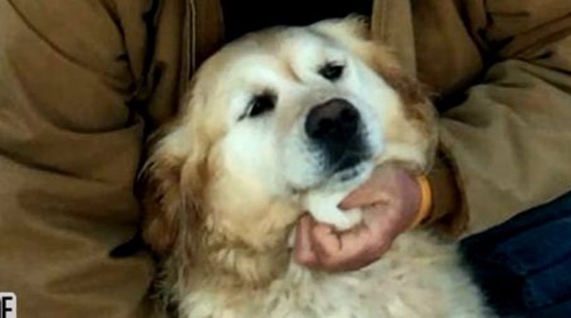 Σκύλος κράτησε ζωντανό το τραυματισμένο αφεντικό του για 20 ώρες