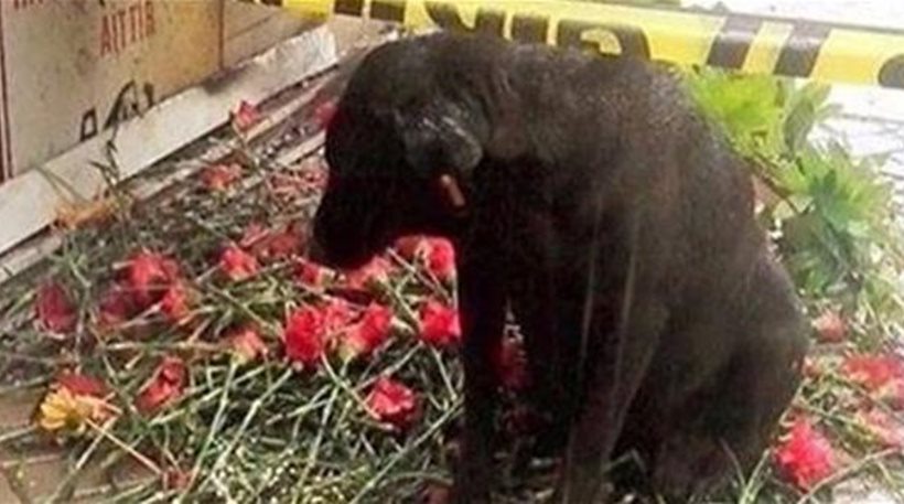 Ο σκύλος του αστυνομικού που σκοτώθηκε στη Σμύρνη τον περιμένει να γυρίσει