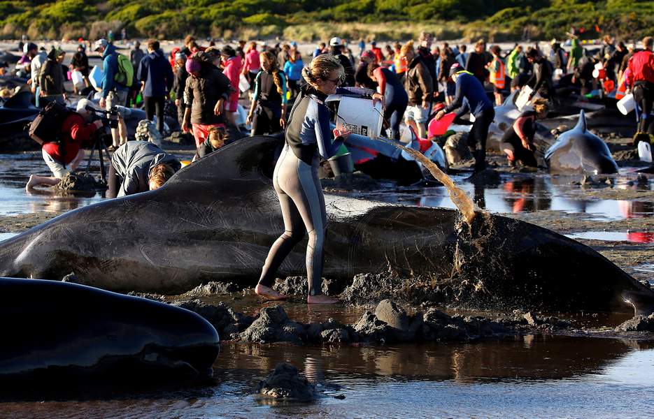 Οι επιστήμονες ανησυχούν: Άλλες 200 φάλαινες βρέθηκαν στην ακτή