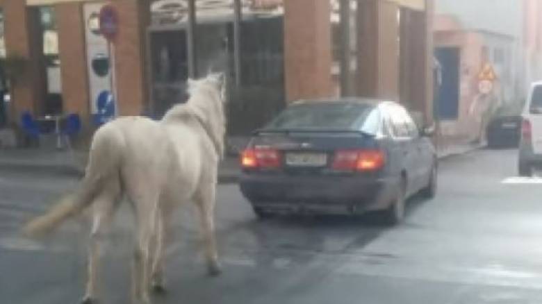 Θεσσαλονίκη: Ήθελε να μεταφέρει το άλογο και βρήκε τον “τέλειο” τρόπο!  (video)
