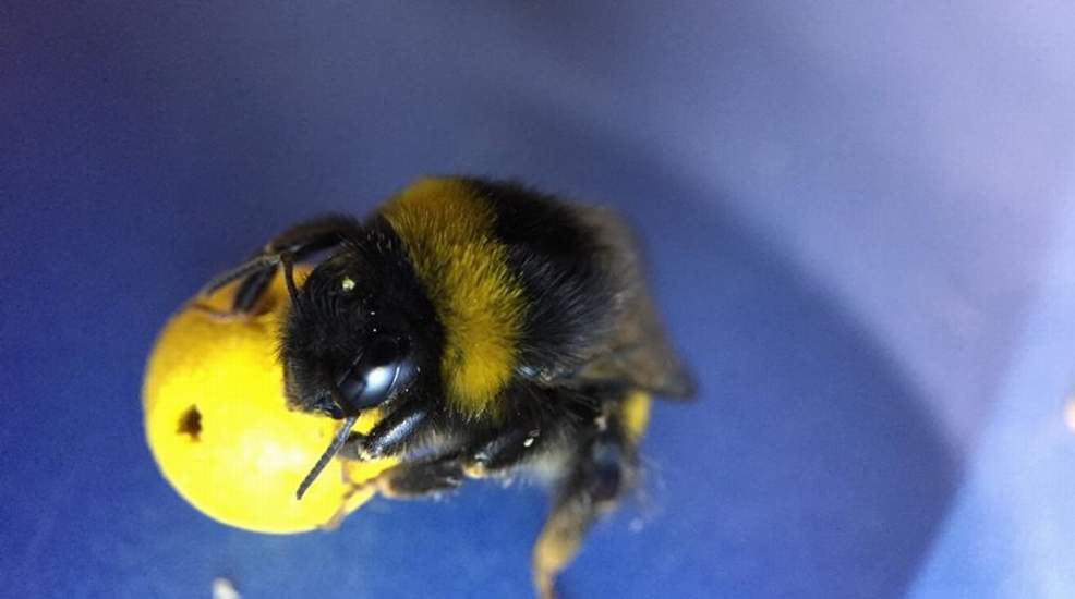 Απίστευτο πείραμα στα πιο έξυπνα έντομα: Μέλισσες μαθαίνουν ποδόσφαιρο και βάζουν γκολ! (video)