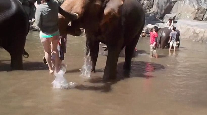 Πήγε να πειράξει τον ελέφαντα και την πέταξε στον αέρα (video)