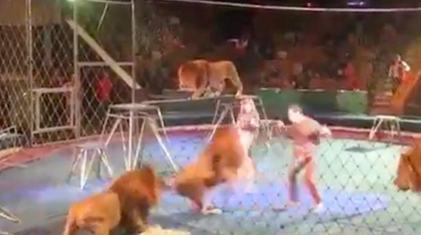 Σκηνές τρόμου: Λιοντάρια ορμάνε στον εκπαιδευτή τους (vid)