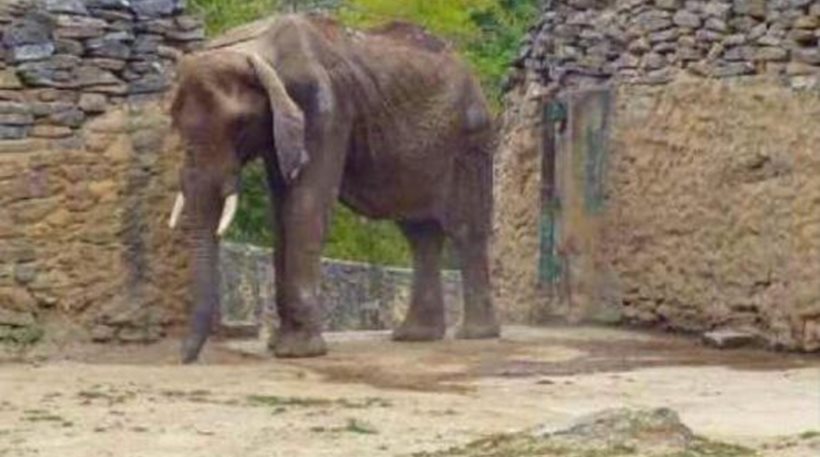 Παγκόσμιο κίνημα για τα ζώα που πεθαίνουν στη Βενεζουέλα: Σοκάρει ο σκελετωμένος ελέφαντας (pics-vid)