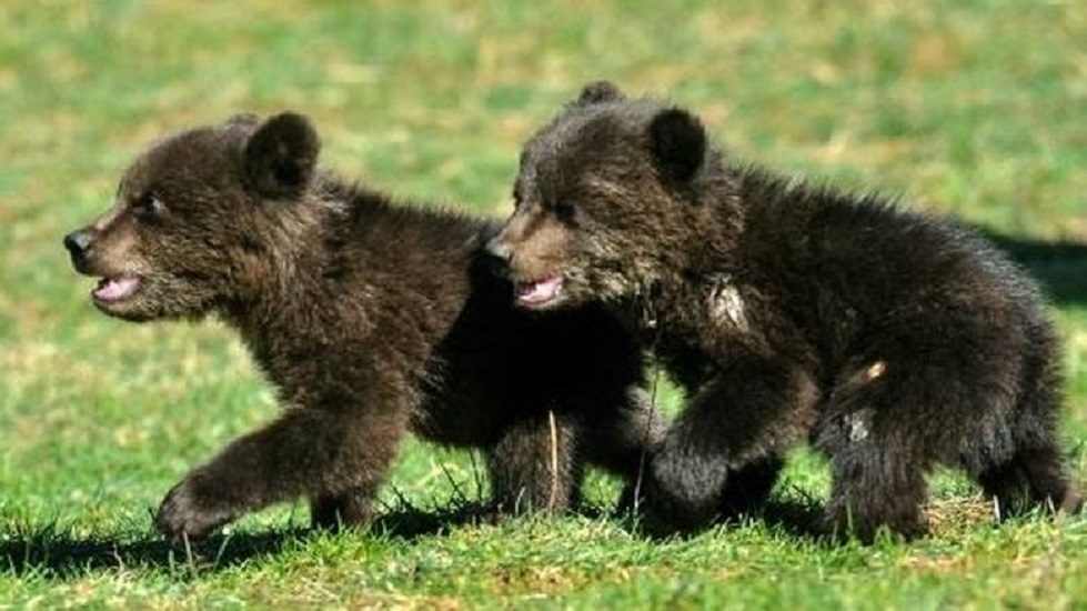 Συγκίνηση και “μάχη” για τα δυο αρκουδάκια που έχασαν τη μητέρα τους (pics)