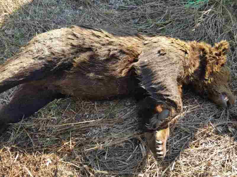 Νεκρή αρκούδα στη Φλώρινα, πιθανότατα δηλητηριασμένη