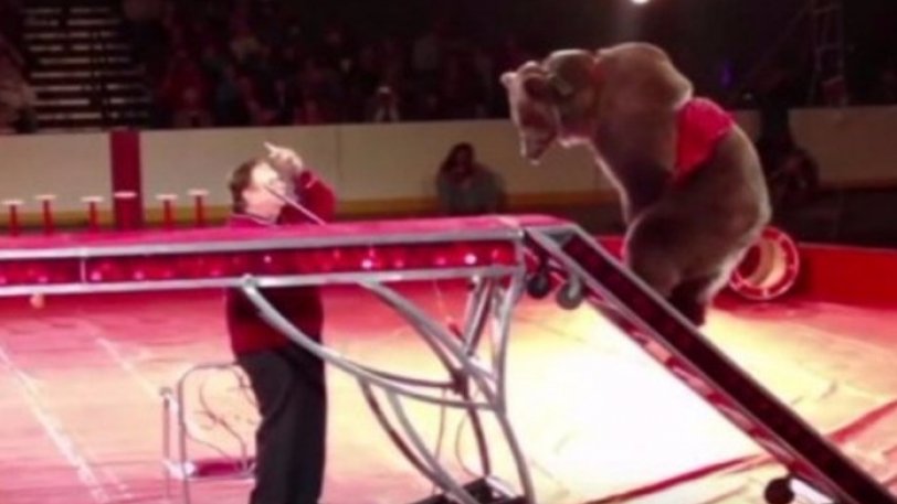 Χάος στο τσίρκο: Η αρκούδα “σεληνιάζεται” και ορμάει στο κοινό (video)