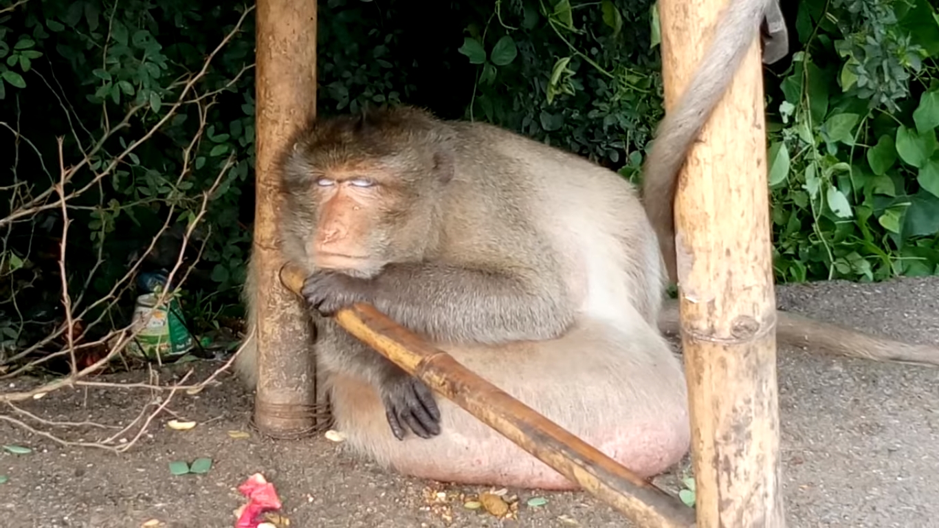 “Uncle Fat”: Ο γλυκύτατος πίθηκος που κινδυνεύει να πεθάνει από το “βρώμικο” (pics-vid)