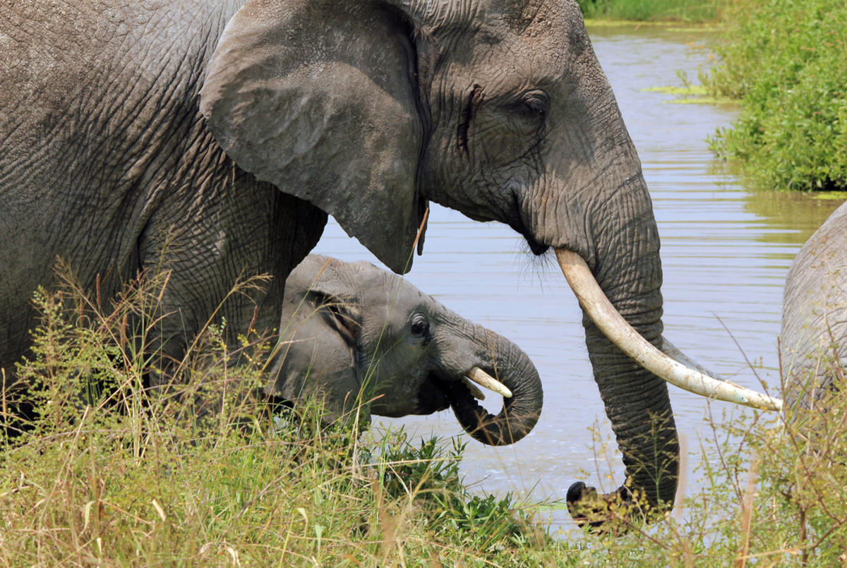 Πανέμορφο… Ελέφαντες κάνουν τα πάντα να σώσουν το ελεφαντάκι! (vid)