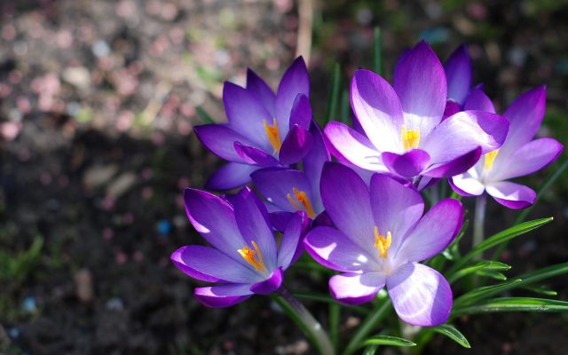 Beautiful-Violet-Flower