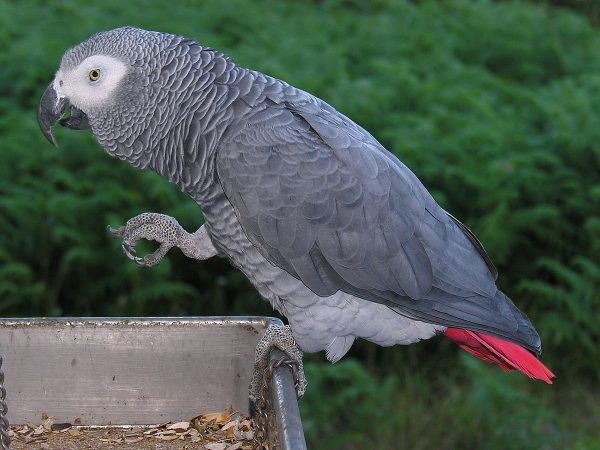 1200px-Psittacus_erithacus_-perching_on_tray-8d