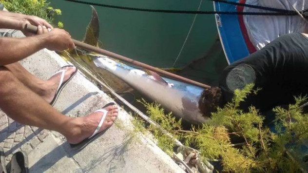 Κεφαλονιά- Δεν πίστευαν στα μάτια τους! Έπιασαν καρχαρία 300 κιλών! (photos)