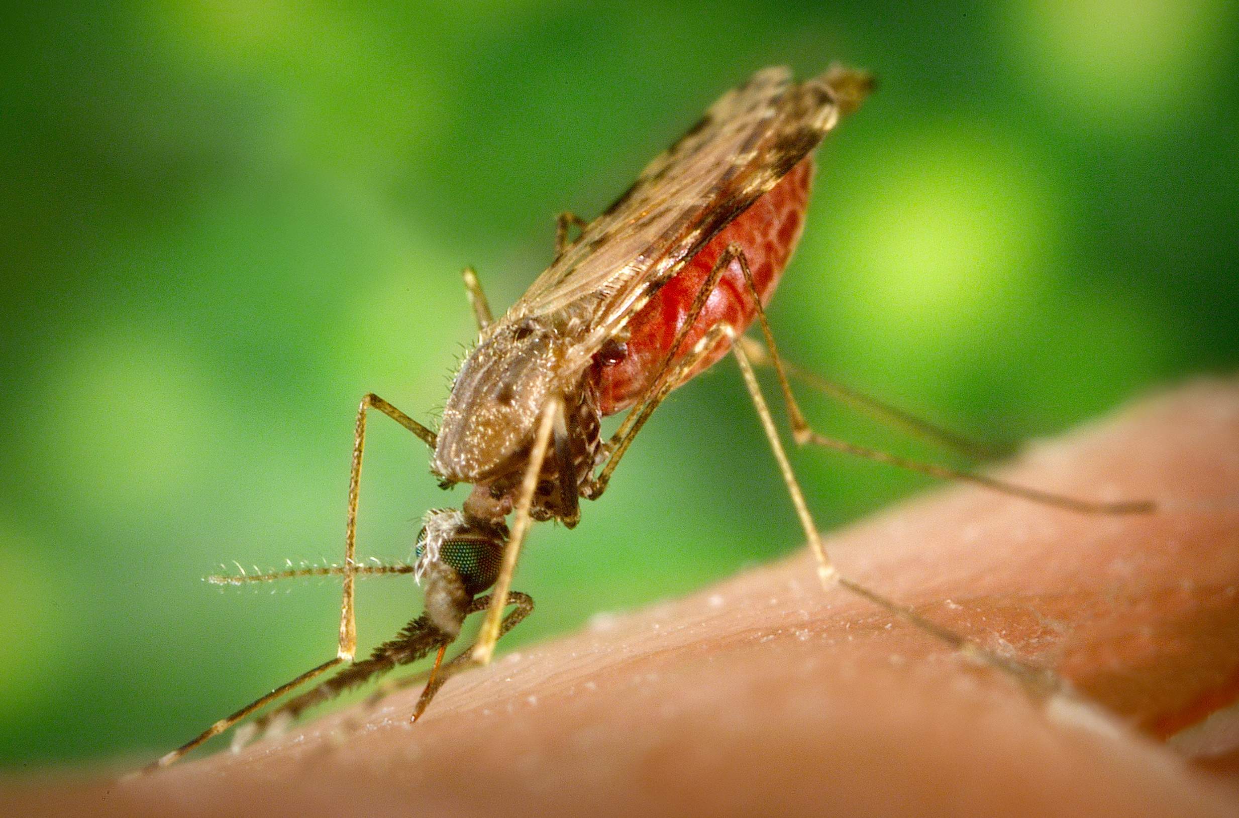 Επέστρεψαν τα μολυσμένα κουνούπια- Στην Αργολίδα το πρώτο θύμα του ιού του Δυτικού Νείλου!