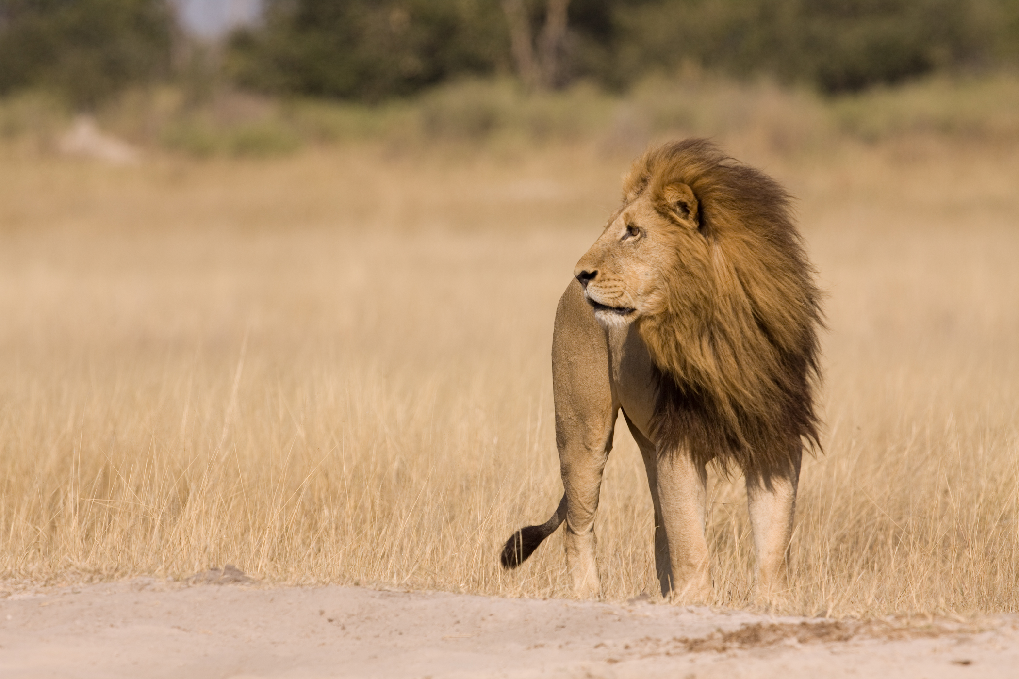 Συγκλονιστικό video: Πεινασμένα λιοντάρια ορμάνε στο βουβάλι, αλλά έρχονται… ενισχύσεις