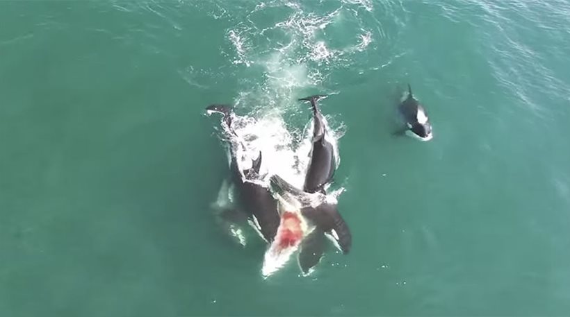 Drones κατέγραψαν όρκες να ξεσκίζουν φάλαινα (vid)