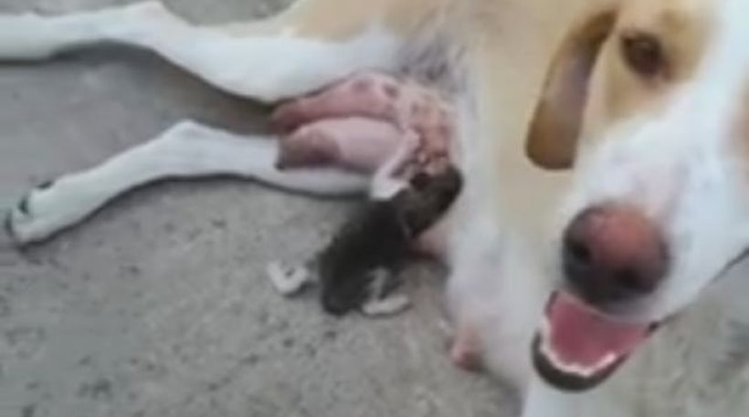 Υπέροχο! Σκυλίτσα θηλάζει γατάκι, που πέταξαν σε κάδο στη Λαμία! (video)