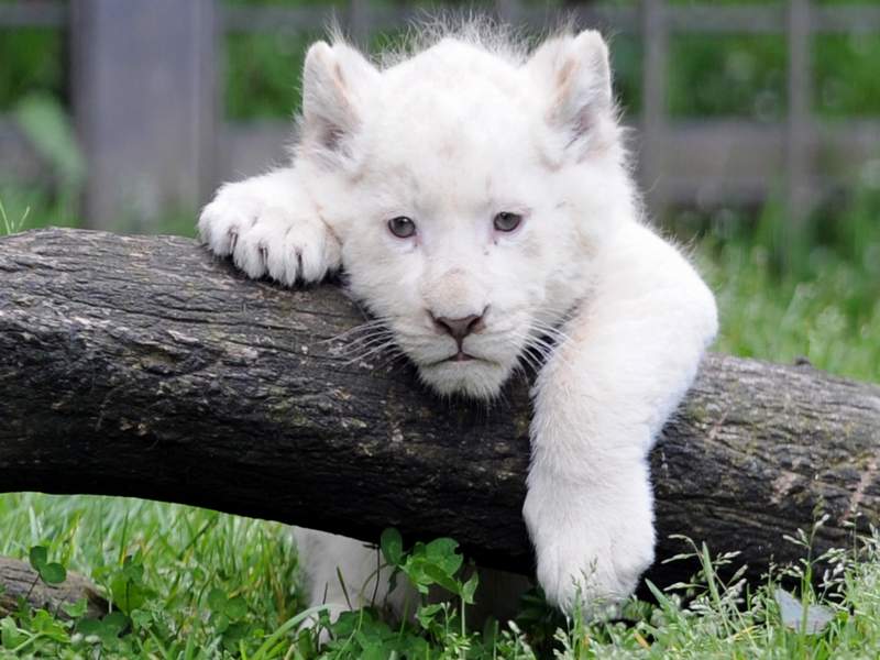 Πρώτα γενέθλια για το σπάνιο λευκό λιονταράκι (vid)