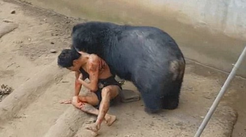 Σκληρές εικόνες: Προκαλεί την αρκούδα και εκείνη τον αρπάζει στο κλουβί της (vid)