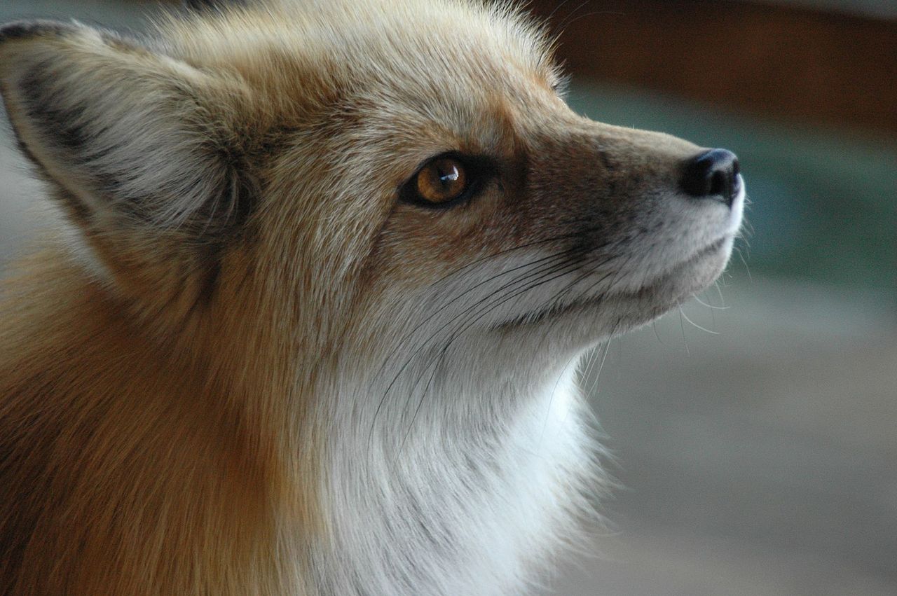 Η απόλυτη βαρβαρότητα: Μετατρέπουν τις αλεπούδες σε “τέρατα” για περισσότερη γούνα (pics-vid)