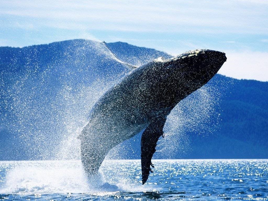 Συγκλονιστό video: Φάλαινα 40 ετών, πηδάει στον αέρα σαν δελφίνι