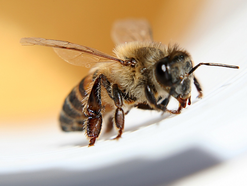 Τι κινδύνους κρύβει το τσίμπημα της μέλισσας