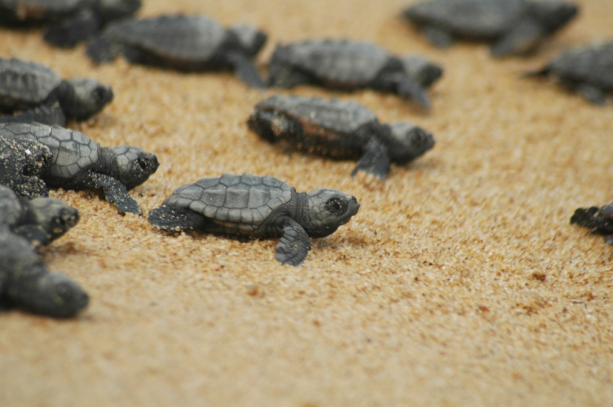 Μεσσηνία: Παιδιά βοηθούν τα νεογέννητα χελωνάκια, να βρουν τον δρόμο προς τη θάλασσα (vid)