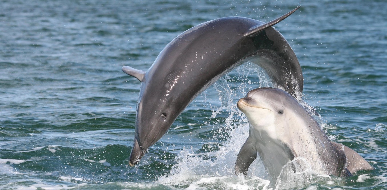 Σπαρακτικές εικόνες: Δελφίνι δεν αφήνει με τίποτα το νεκρό μωρό της