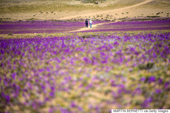 Flowers bloom in the Atacama desert in the Copiapo region, some 800 km north of Santiago, on August 28, 2017. A gigantic mantle of multicolored flowers covers the Atacama Desert, the driest in the world. In years of very heavy seasonal rains a natural phenomenon known as the Desert in Bloom occurs, making the seeds of some 200 desert plants to germinate suddenly some two months after the precipitations. / AFP PHOTO / Martin BERNETTI (Photo credit should read MARTIN BERNETTI/AFP/Getty Images)