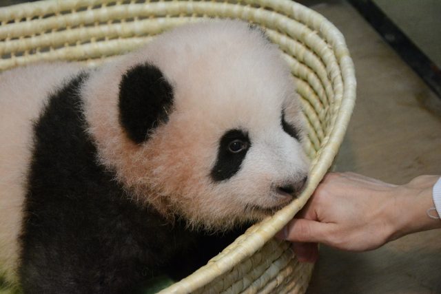 A panda cub named Xiang Xiang, born from mother panda Shin Shin, is seen at Tokyo's Ueno Zoological Gardens in this handout photo taken on September 20, 2017 and released by Tokyo Zoological Park Society on September 25, 2017. Picture taken September 20, 2017. Tokyo Zoological Park Society/Handout via REUTERS ATTENTION EDITORS - THIS PICTURE WAS PROVIDED BY A THIRD PARTY. NO RESALES. NO ARCHIVES. MANDATORY CREDIT