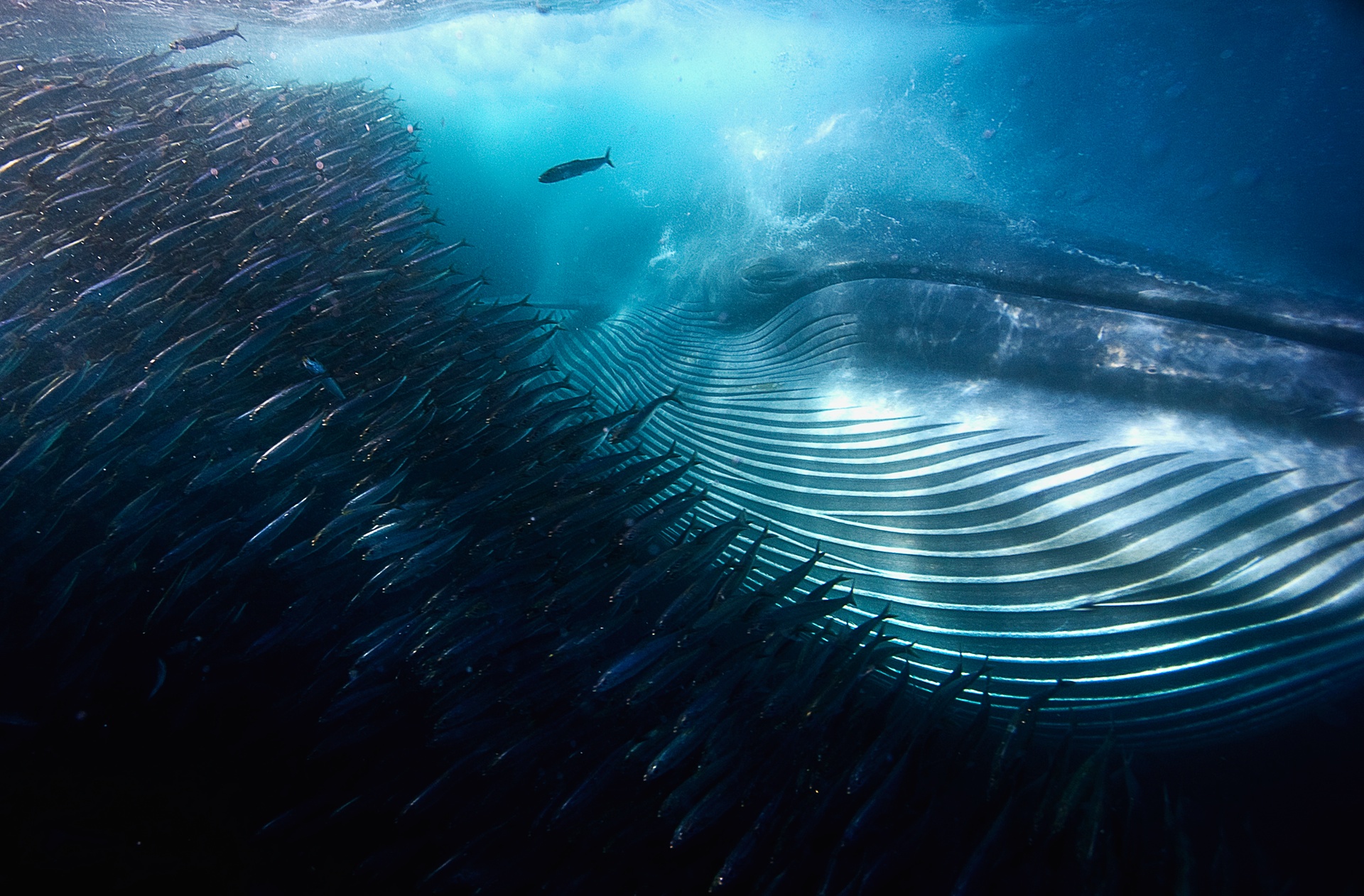Οι επιστήμονες εντόπισαν σπάνια λευκή φάλαινα (pics-vid)