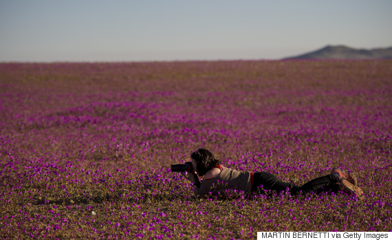 A photographer takes pictures of flowers blooming in the Huasco region on the Atacama desert, some 600 km north of Santiago, on August 26,2017. A gigantic mantle of multicolored flowers covers the Atacama Desert, the driest in the world. In years of very heavy seasonal rains a natural phenomenon known as the Desert in Bloom occurs, making the seeds of some 200 desert plants to germinate suddenly some two months after the precipitations. / AFP PHOTO / MARTIN BERNETTI (Photo credit should read MARTIN BERNETTI/AFP/Getty Images)
