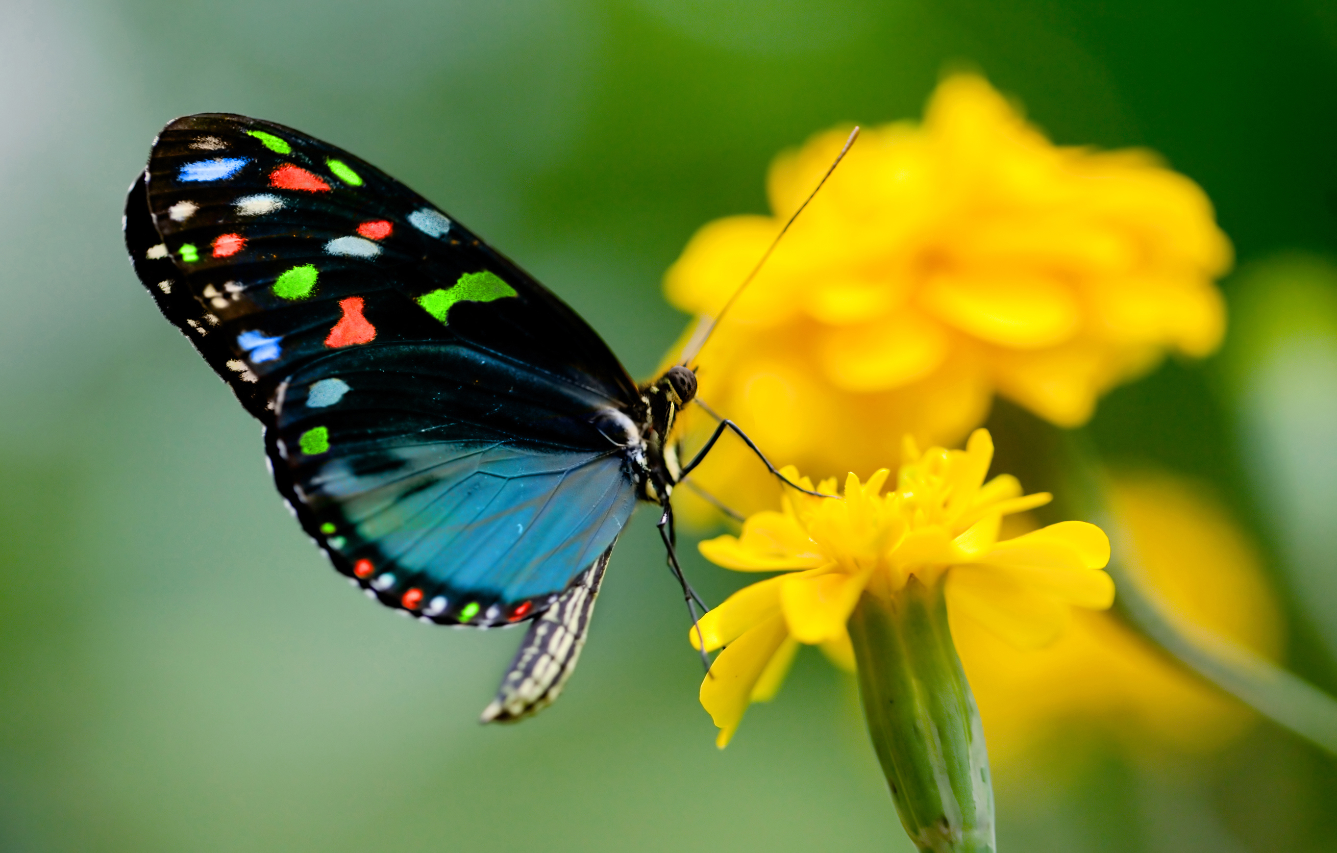 Ανακαλύφθηκε η άγνωστη πεταλούδα της Πελοποννήσου