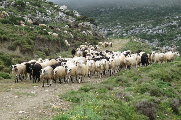 Θανατηφόρο τροχαίο με πρόβατα σε δρόμο ταχείας κυκλοφορίας