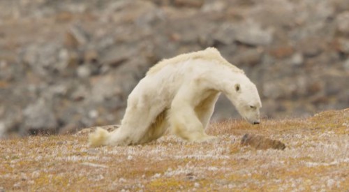 Αποκαρδιωτικό βίντεο: Ο αργός θάνατος μιας αρκούδας σε έναν ξερότοπο