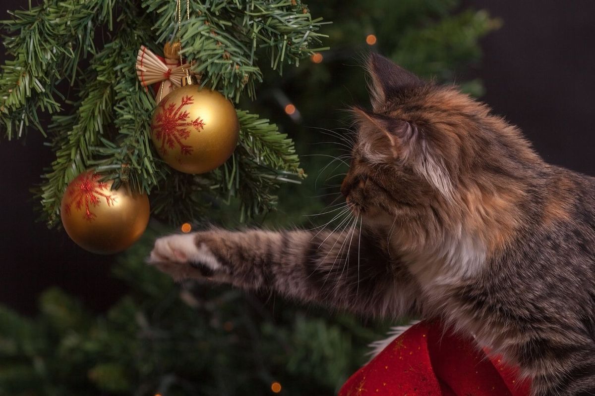 Οι επτά συμβουλές για σωστό στολισμό του χριστουγεννιάτικου δέντρου